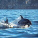 Guided Dolphin Watching in the Arrábida Natural Park - Authentic Experiences and Authentic Reviews