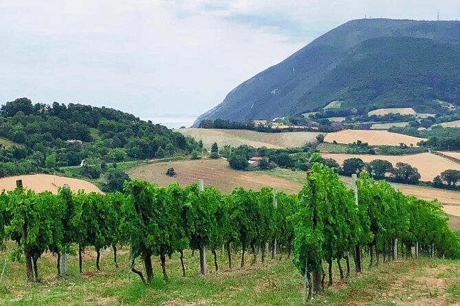 Guided E-Bike tour with food and wine tasting. - Who Will Love This Experience?