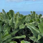 Guided tour of the Banana World - Final Thoughts