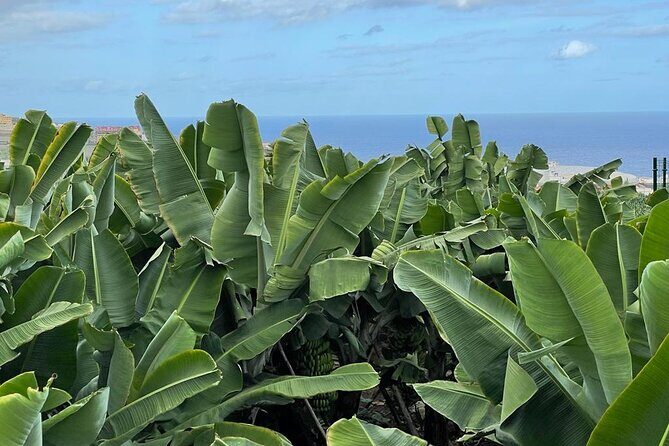 Guided tour of the Banana World - Final Thoughts