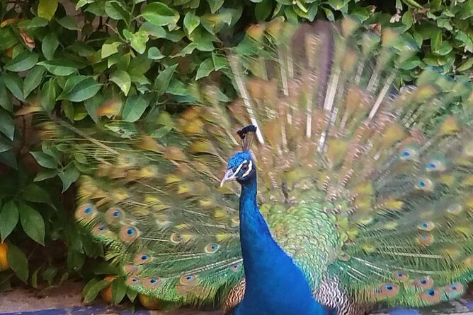 Guided Tour Sevilla Alcázar - Authentic Insights from Reviewers