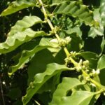 Guided Tour to the only coffee farm in Europe - The Reviews: What Others Are Saying