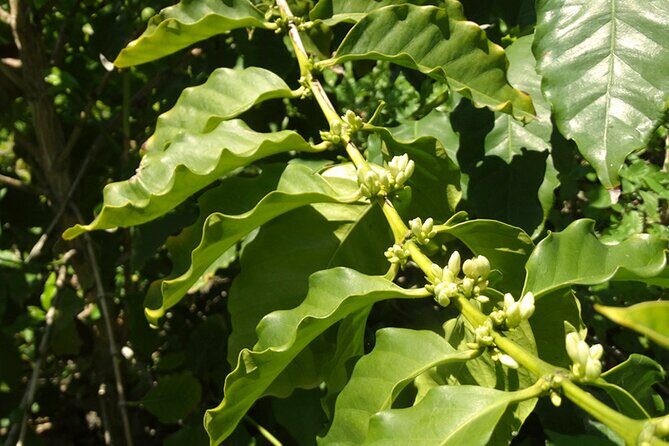 Guided Tour to the only coffee farm in Europe - The Reviews: What Others Are Saying