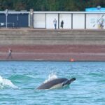 Guided Wildlife and Sea Cave Kayak Safari in English Riviera - Final Thoughts: Who Will Love This Tour?
