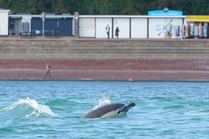 Guided Wildlife and Sea Cave Kayak Safari in English Riviera - Final Thoughts: Who Will Love This Tour?