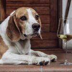 Guided winery tour with tasting in Bolzano at the SKYWINE PAVILLON - Authenticity & Reviews