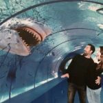 Half Day Antalya Aquarium Tour And Wax Museum - An In-Depth Look at the Antalya Aquarium & Wax Museum Tour