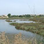 Half-day birdwatching at the Abicada marshed - Who Will Enjoy This Tour?
