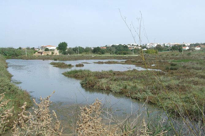Half-day birdwatching at the Abicada marshed - Who Will Enjoy This Tour?