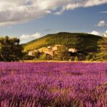 Half Day Lavender Road in Sault from Avignon - Who Would Love This Tour?