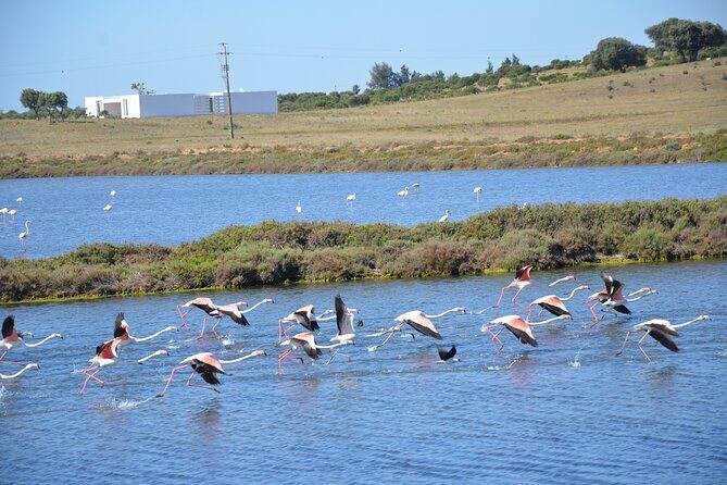 Half-Day Nature Safari in the Algarve - Final Thoughts: Is it Worth It?