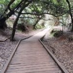 Half Day Tour Discovering Anaga Tenerife - Transportation, Timing, and Overall Value