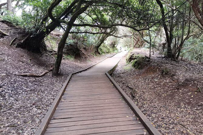Half Day Tour Discovering Anaga Tenerife - Transportation, Timing, and Overall Value