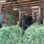 Hallertau experience with hop harvest, lunch and hop museum - Why This Tour Is a Great Pick