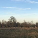 Hampton Court Palace Grounds Bike Tour - The Itinerary: What to Expect
