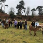 Highland Cows, Walk Alpacas & Visit a Scottish Wildlife Centre - Practical Considerations and Tips