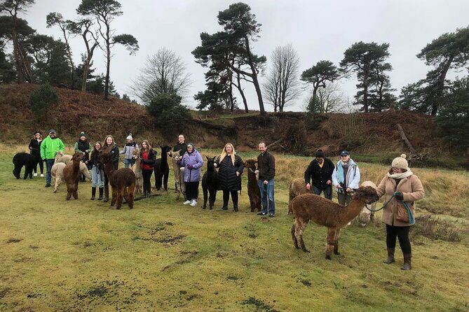 Highland Cows, Walk Alpacas & Visit a Scottish Wildlife Centre - Practical Considerations and Tips