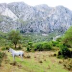 Hiking Private Tour in Pollensa - Who Is This Tour Best For?