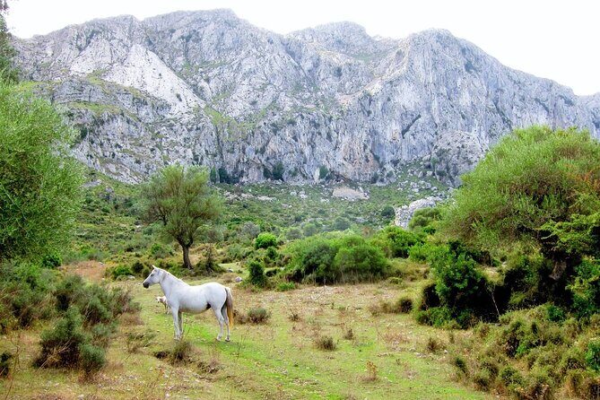 Hiking Private Tour in Pollensa - Who Is This Tour Best For?
