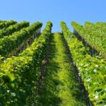Historic Athens & Wine Tour in Nemea in 8hrs - The Practical Aspects of the Tour