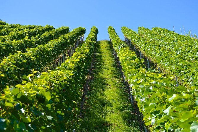 Historic Athens & Wine Tour in Nemea in 8hrs - The Practical Aspects of the Tour