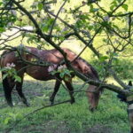 Horse ride in the Mugello (transfer from / to Florence) and Tuscan aperitif - Authenticity and Experience from Reviews
