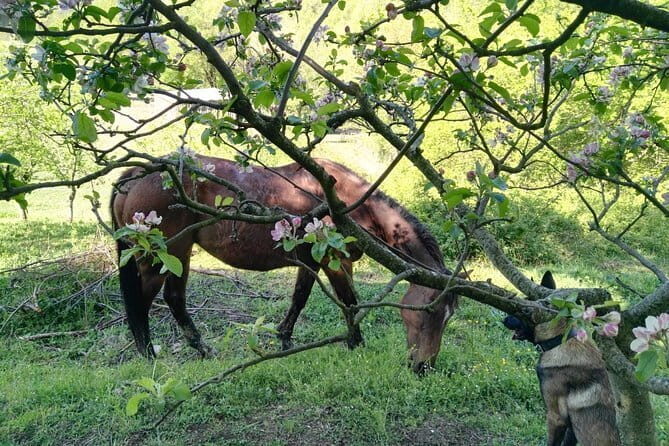 Horse ride in the Mugello (transfer from / to Florence) and Tuscan aperitif - Authenticity and Experience from Reviews