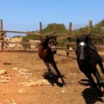 HORSE RIDING 1.5 hours mountains from area Hersonissos CRETE - The Sum Up