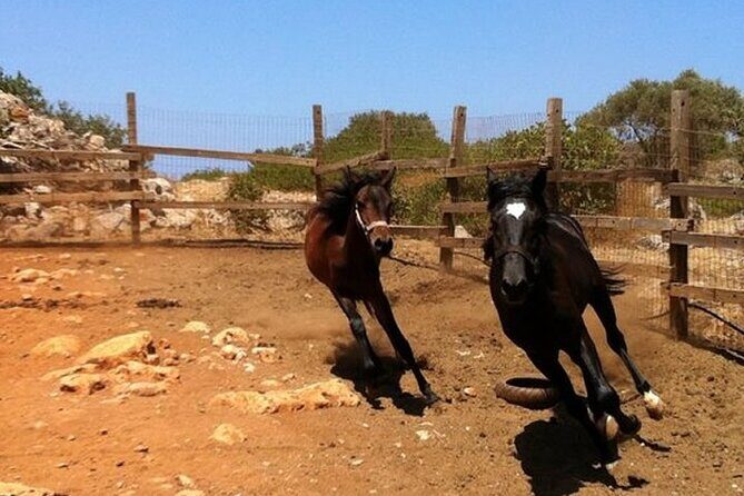 HORSE RIDING 1.5 hours mountains from area Hersonissos CRETE - The Sum Up