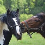 Horse Riding Small Group near Lucca - Practical Details That Matter