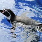 Hunstanton SEA LIFE Sanctuary General Admission Ticket - What Reviewers Say