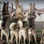 Husky Petting, in Akureyri - Key Points