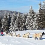 Husky Sleigh Rides experience - Final Thoughts