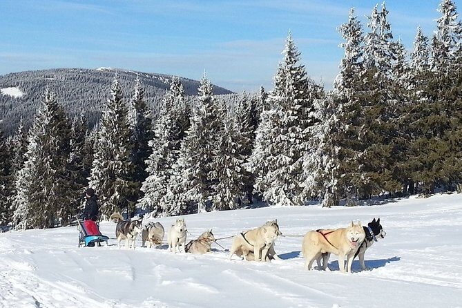 Husky Sleigh Rides experience - Final Thoughts