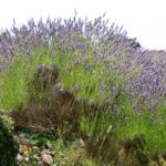 Hvar Lavender Small Group Tour - The Itinerary Breakdown