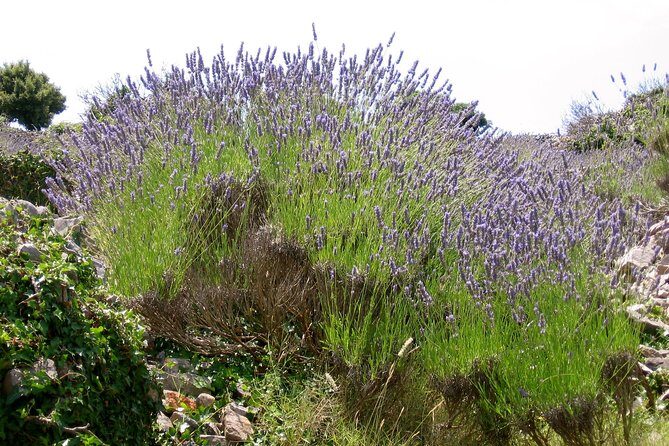 Hvar Lavender Small Group Tour - The Itinerary Breakdown
