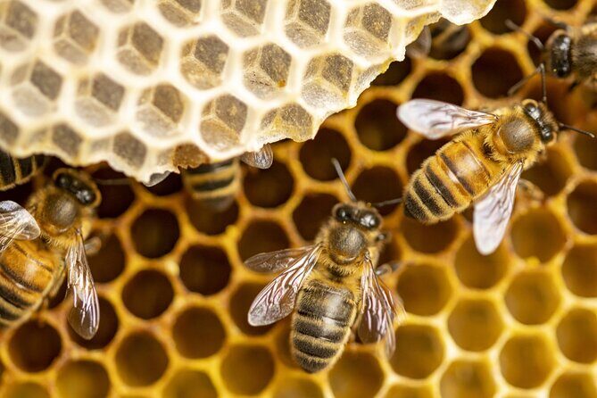 Immersion in the Life of a Hive and its Sacred Bees - Analyzing the Value