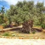 In Crete Discover the miracle of Olive Oil and Organic Fruits - The Sum Up