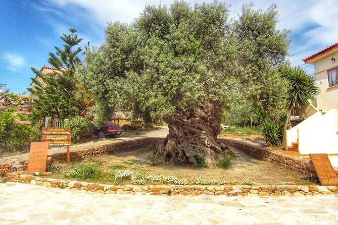In Crete Discover the miracle of Olive Oil and Organic Fruits - The Sum Up