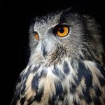 Interactive Educational Course on Birds of Prey - The Sum Up