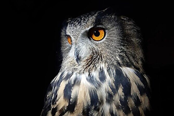 Interactive Educational Course on Birds of Prey - The Sum Up