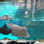Istanbul Aquarium and Aqua Florya Independent Shopping Trip - Real Insights from Reviewers