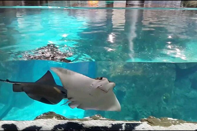 Istanbul Aquarium and Aqua Florya Independent Shopping Trip - Real Insights from Reviewers