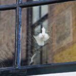 Jordaan District Walking Tour in German - A Deep Dive into the Jordaan District Walking Tour