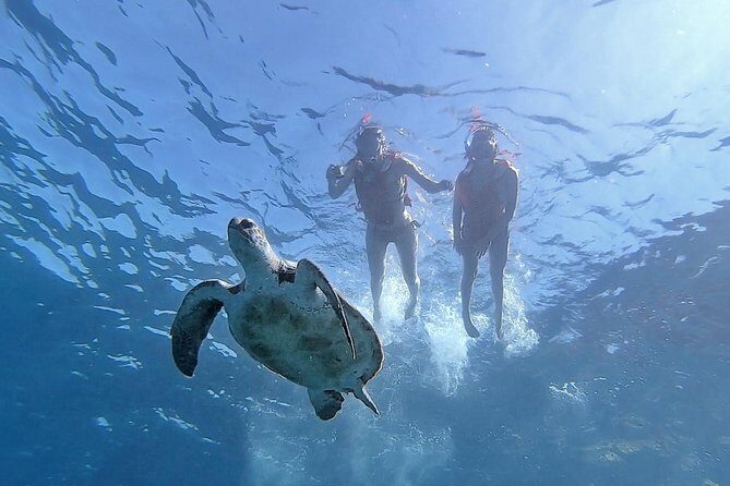 Kayak with Dolphin & Turtle Watching Private Tour - Who Should Book This Tour?