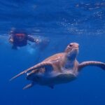 Kayaking with Dolphins and Turtles and Snorkelling in Tenerife - The Price & Its Value
