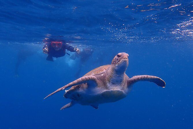 Kayaking with Dolphins and Turtles and Snorkelling in Tenerife - The Price & Its Value