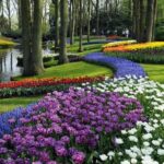 Keukenhof Entry Ticket plus Round-Trip Shuttle Bus from Amsterdam - Practical Considerations