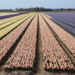 Keukenhof Gardens and Delft Guided Tour from Amsterdam - Final Thoughts