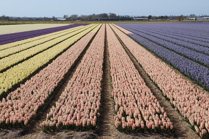 Keukenhof Gardens and Delft Guided Tour from Amsterdam - Final Thoughts
